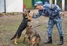 На службу в полиции во Владимир прибыли трое щенков немецкой овчарки