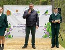 Более 20 тысяч саженцев сосны посадили во Владимирской области