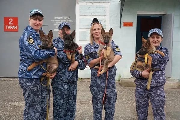 Во Владимирской области служебным щенкам подобрали будущие профессии по темпераментам