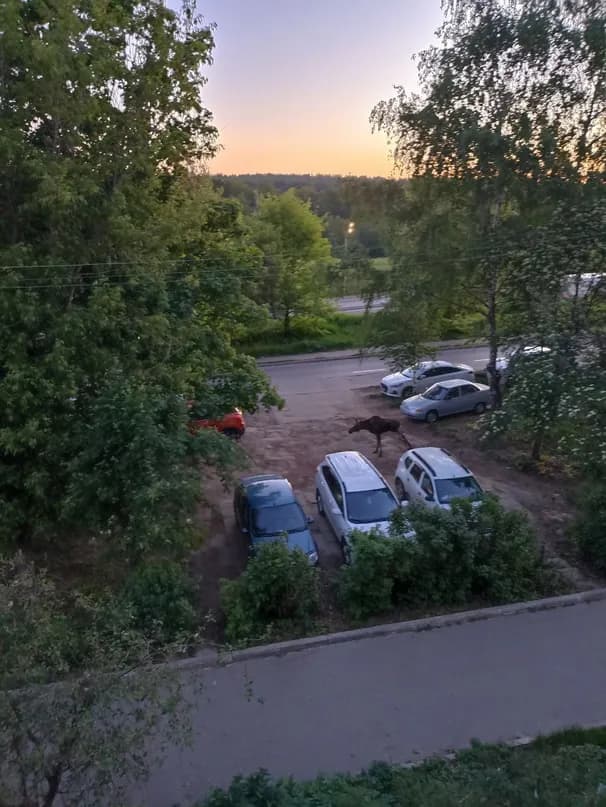 Во Владимире заметили четырехногого гиганта