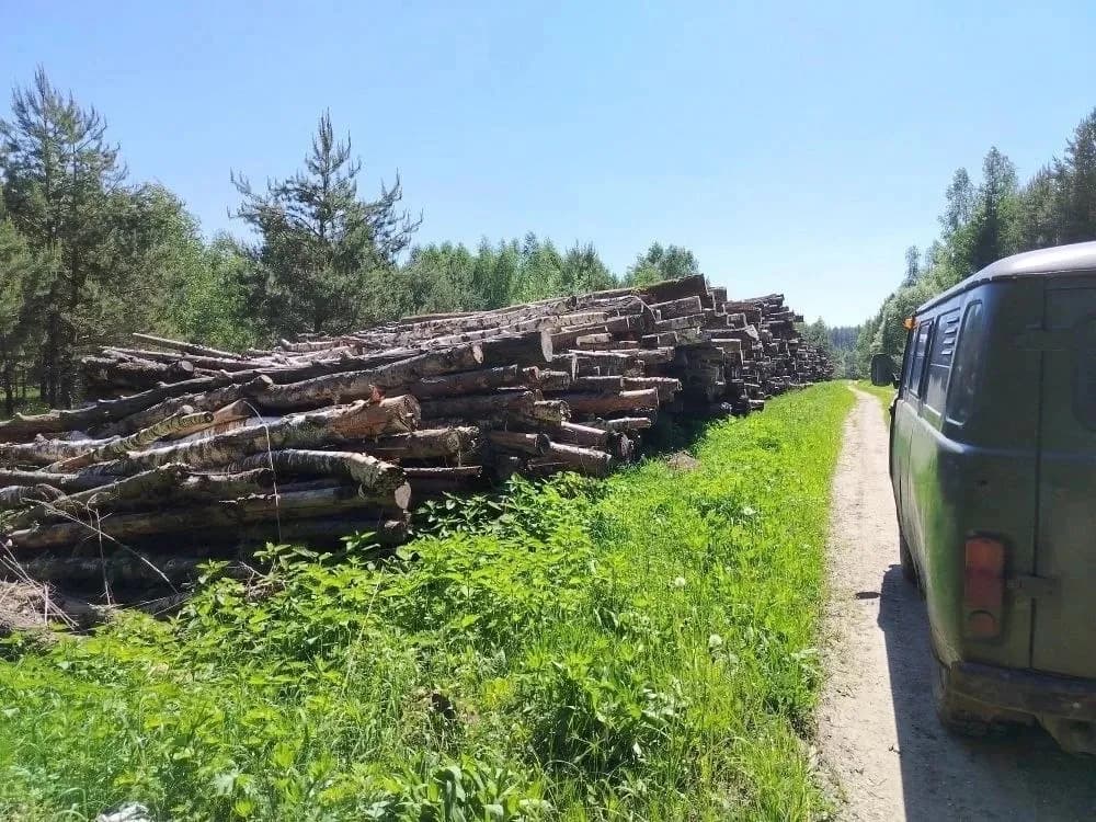 Во Владимирской области лесозаготовители ответят за самозахват земли под склады