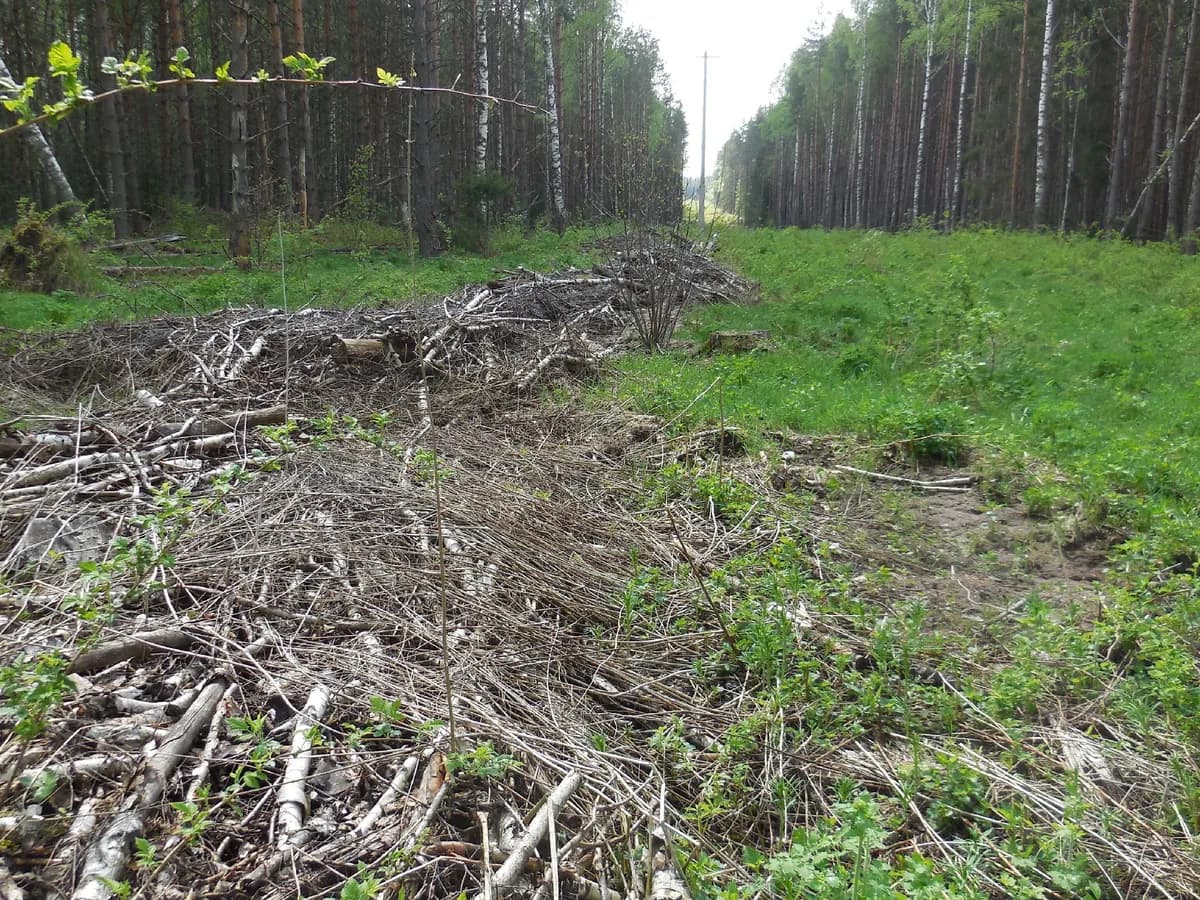 Лесозаготовителей накажут за опасное складирование отходов под Меленками