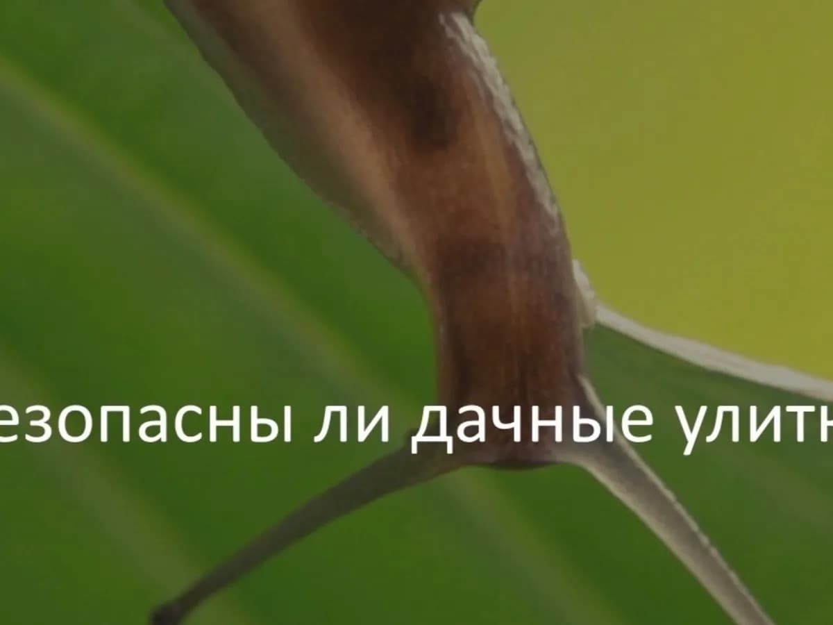 Владимирцев предупреждают: дачные улитки переносят опаснейшие инфекции