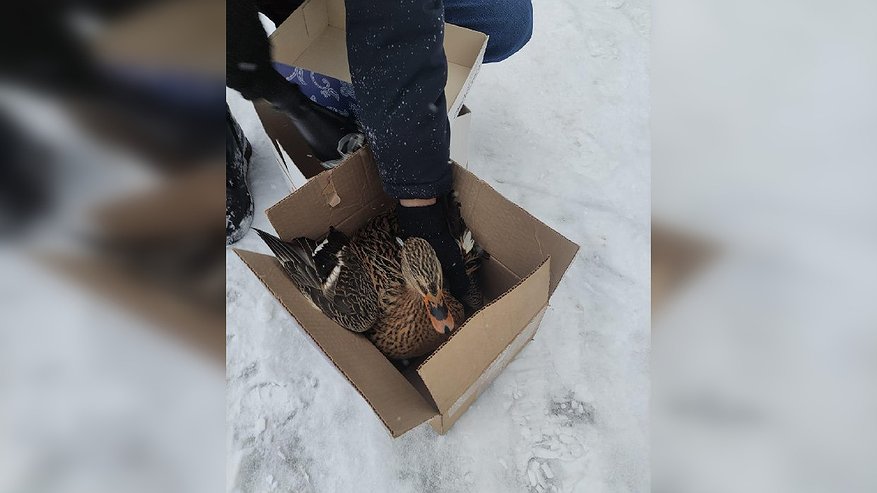 Главная картинка новости: На Соловьином пруду во Владимире спасли утку, которая не смогла улететь