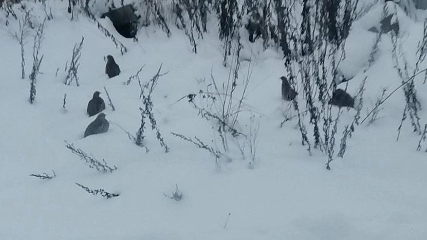 Главная картинка новости: Охотникам Владимирской области напомнили о необходимости сдачи сведений о добытых птицах