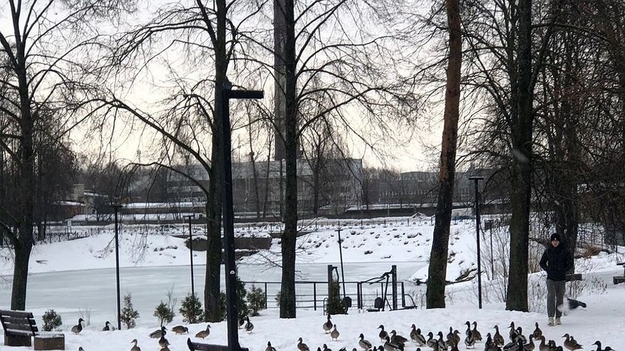 Главная картинка новости: Во Владимирской области оставшиеся зимовать утки выпрашивают еду у людей