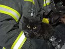 Во Владимирской области спасатели вынесли котенка из горящего дома