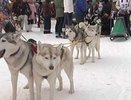 Жителей Владимирской области приглашают на гонку на собачьих упряжках "Семь верст"