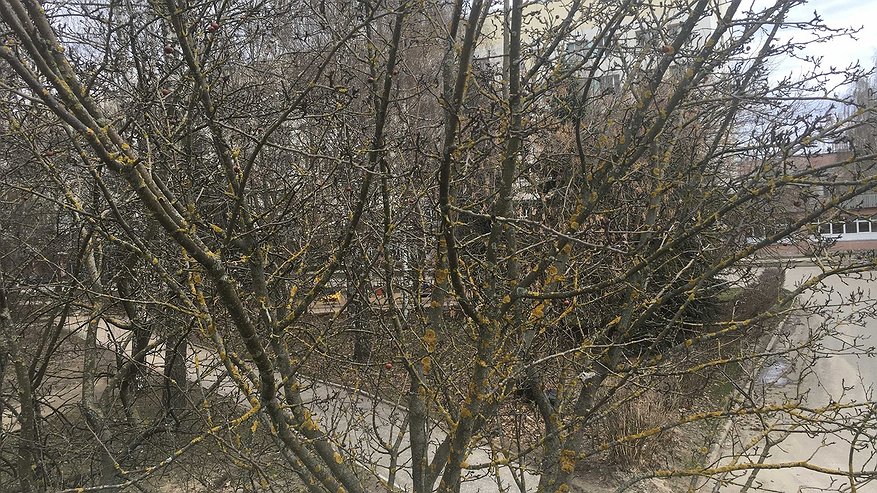 Главная картинка новости: Владимирцы обратились к представителям власти с просьбой спилить пожелтевшие деревья, расположенные рядом с их домами