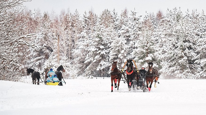 Главная картинка новости: Россиян позвали во Владимирскую область на фестиваль русской тройки с рысаками и ярмаркой