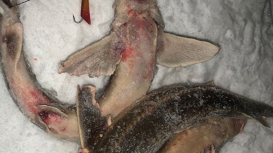 Главная картинка новости: Во Владимирской области возбудили уголовное дело из-за жестокого способа рыбалки