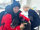 Во Владимирской области собака из приюта стала донором крови для спаниеля