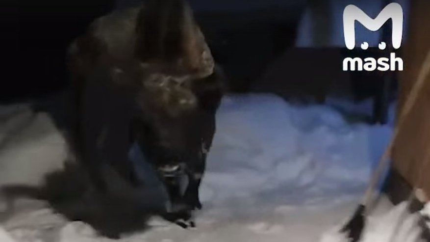 Главная картинка новости: В Муромском районе к местной жительнице пришел в гости зубр