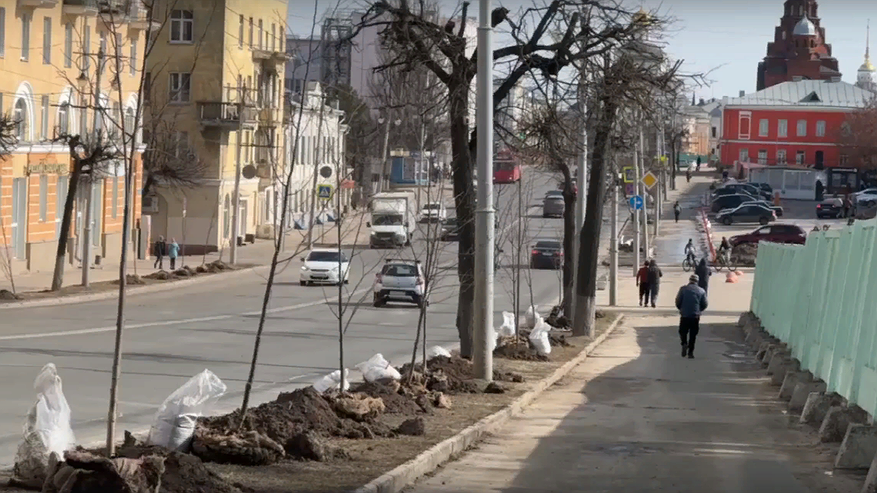 Главная картинка новости: В центре Владимира высадили 50 лип