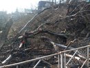 Во Владимире сильный ветер повалил деревья