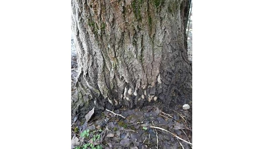 Главная картинка новости: Жителей Владимирской области предупредили об угрозе повторного распространения непарного шелкопряда