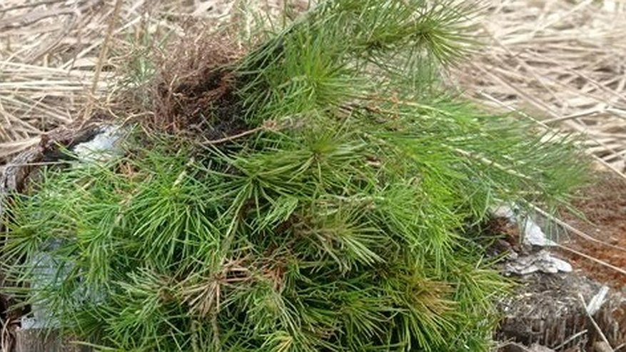 Главная картинка новости: Во Владимирской области высадили около 20 тысяч сеянцев сосны