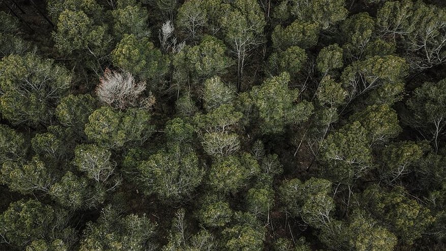 Главная картинка новости: Уже с 1 мая во Владимирской области начнется авиапатрулирование лесов