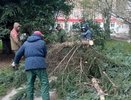 Во Владимире поваленые ветром деревья повредили электрические провода