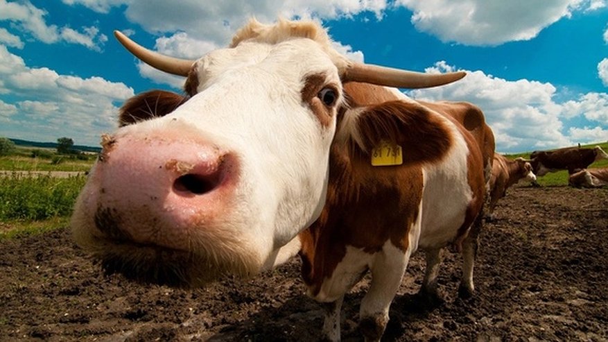 Главная картинка новости: Во Владимирской области собственник захламил участок отходами животных