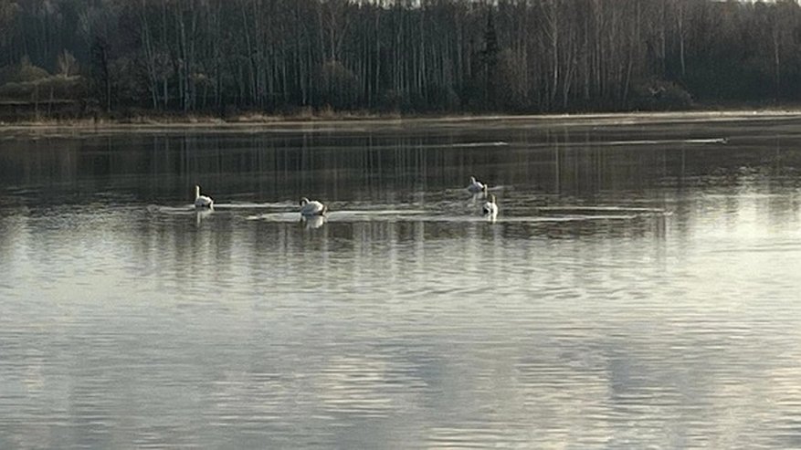 Главная картинка новости: Во Владимирскую областьприлетели редкие белые лебеди