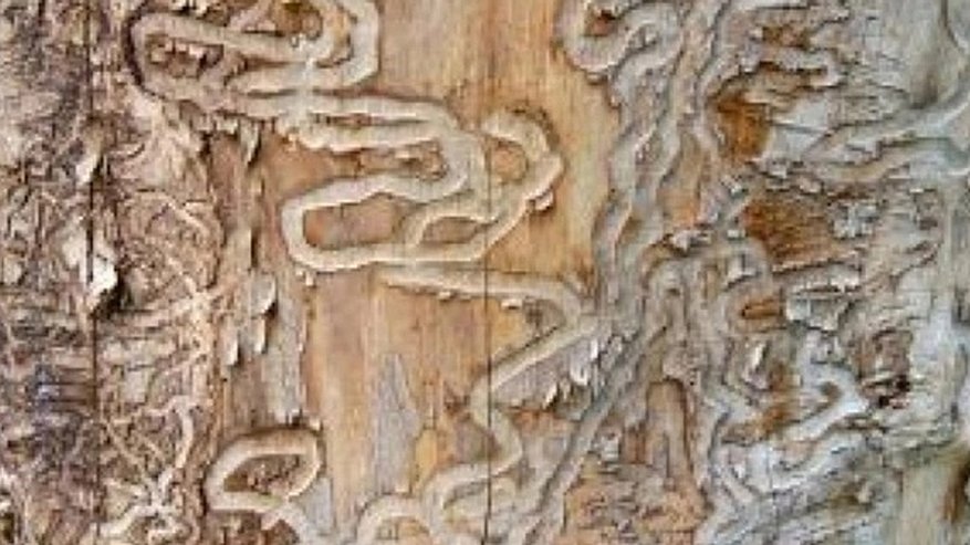 Главная картинка новости: Карантинный режим из-за ясеневой златки охватил ещё ряд районов области