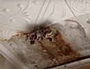 Во Владимире прокуратура организовала проверку в доме с грибами на потолке