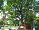 Жителей нашей области приглашают проголосовать за главное дерево страны