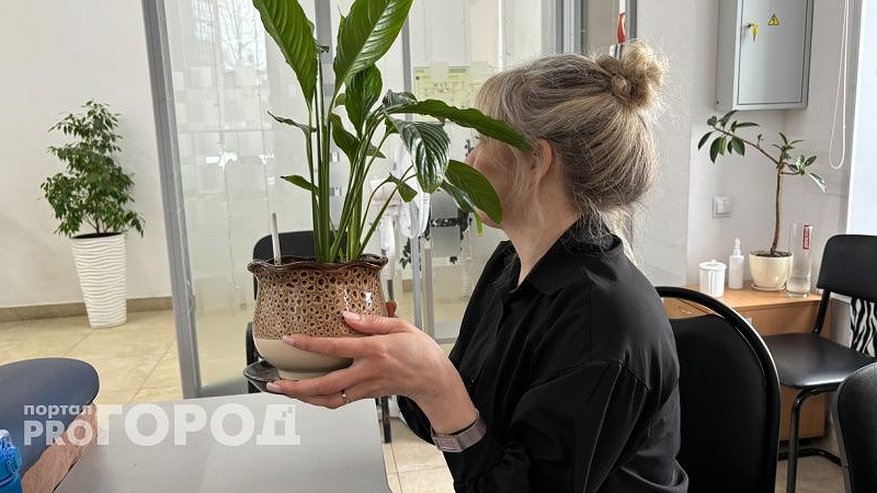 Главная картинка новости: Орхидея и антуриум скажут вам "спасибо": вот что необходимо делать с комнатными растениями