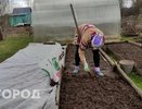 Стало известно, когда лучше всего сажать свеклу и морковь в мае