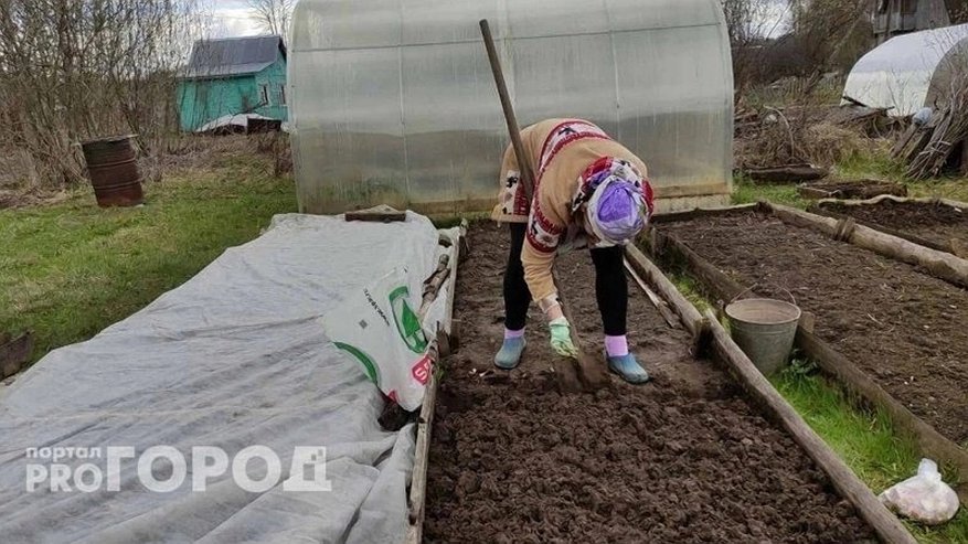 Главная картинка новости: Стало известно, когда лучше всего сажать свеклу и морковь в мае