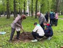 Во Владимире в Центральном парке высадили 10 красных дубов