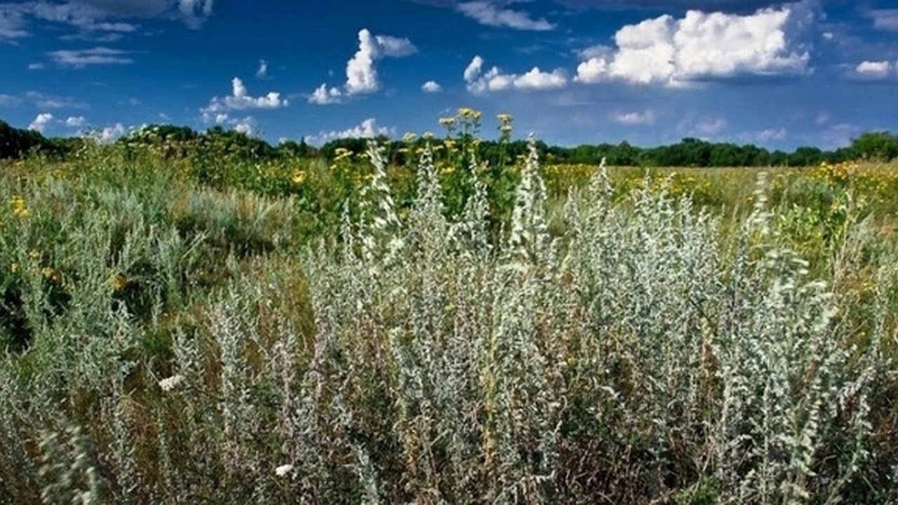 Главная картинка новости: Во Владимирской области собственники допустили зарастание участка площадью 14 кв. км
