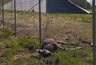 На трассе М-12 во Владимирской области лосиха застряла в заборе и погибла