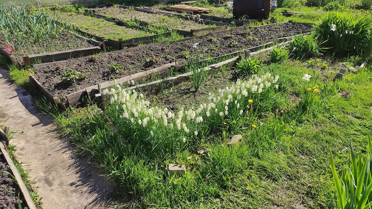 Главная картинка новости: Забудьте про золу и навоз: посыпьте этим грядки в конце мая и собирайте урожай ведрами
