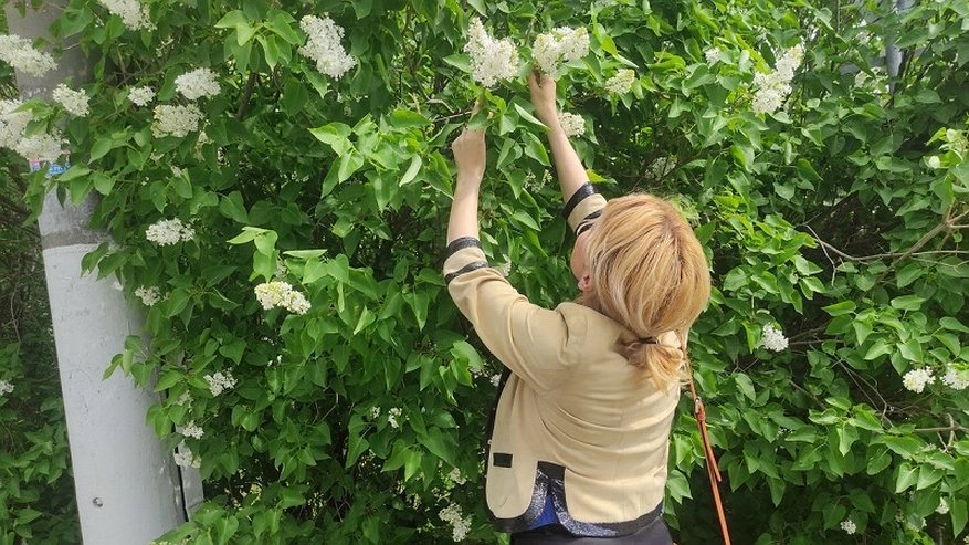 Главная картинка новости: Россияне могут отправиться в тюрьму из-за пионов и сирени