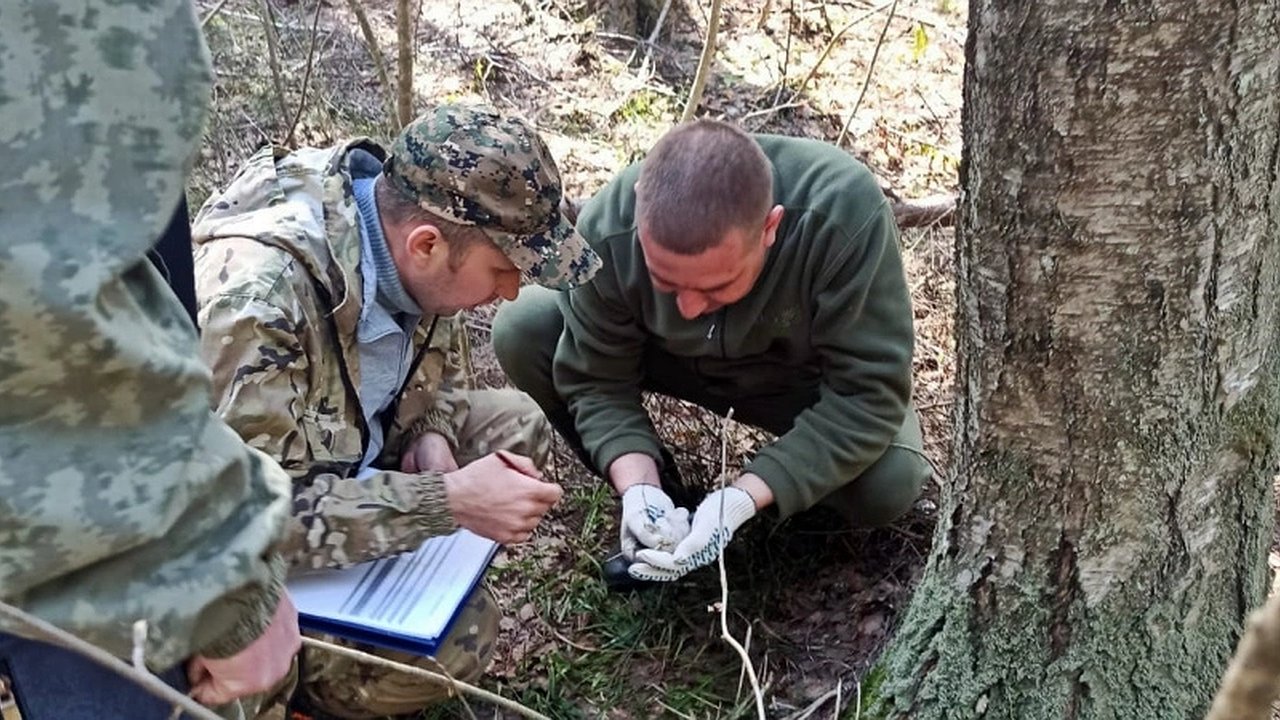 Главная картинка новости: Леса Гусь-хрустального района защитят от шелкопряда особым препаратом