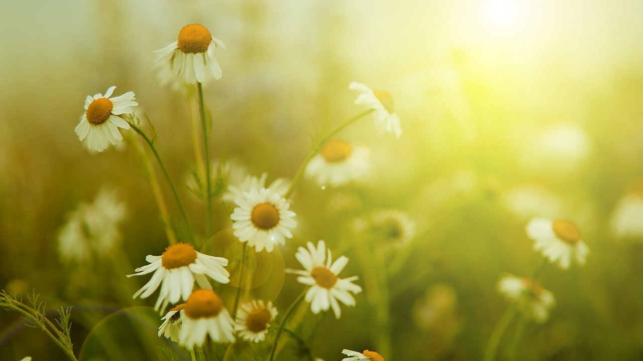 Главная картинка новости: 1 мая в Киржаче пройдет игровая программа «БезУмное лето!»