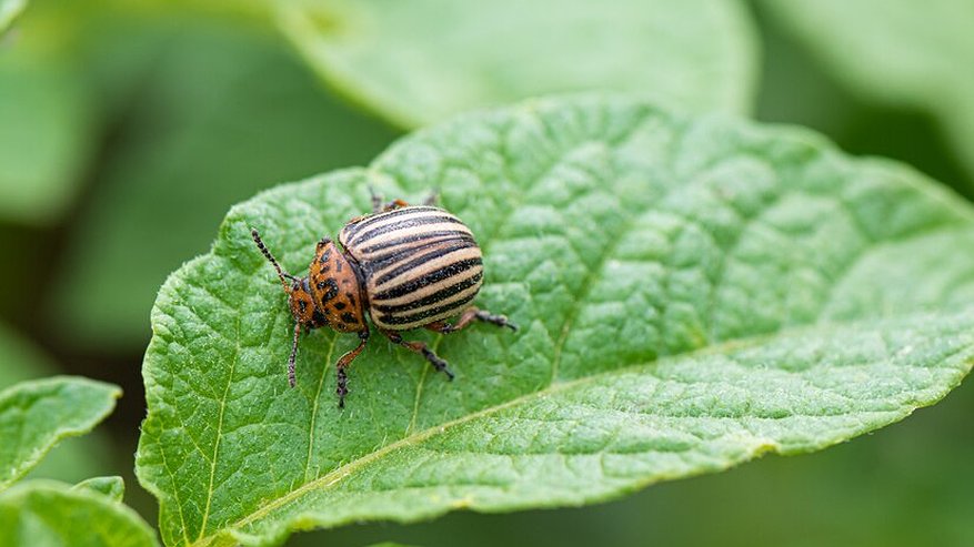 Колорадский жук исчезнет навсегда: как избавиться от вредителя без химии