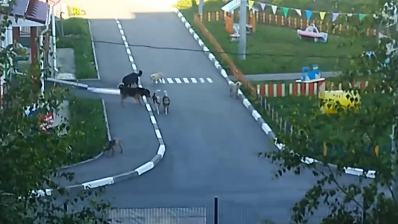 Главная картинка новости: Во Владимире по территории садика разгуливают бездомные псы