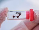 Врачи трубят тревогу: в Россию из Европы могут попасть клещи-мутанты