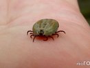 Клещи гибнут молниеносно: копеечное средство защищает лучше всех магазинных аэрозолей
