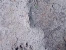 На севере Вязниковского района инспекторы заметили следы бурого медведя