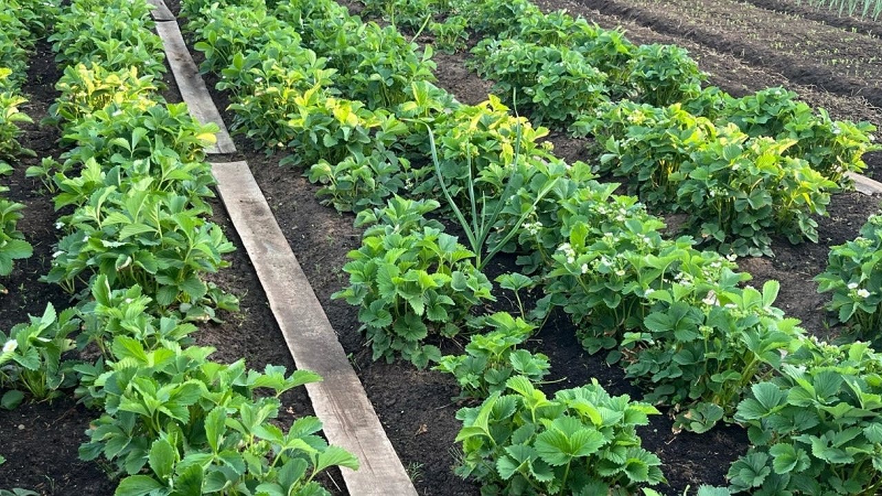 Главная картинка новости: Назван опасный для здоровья овощ: он убивает почки