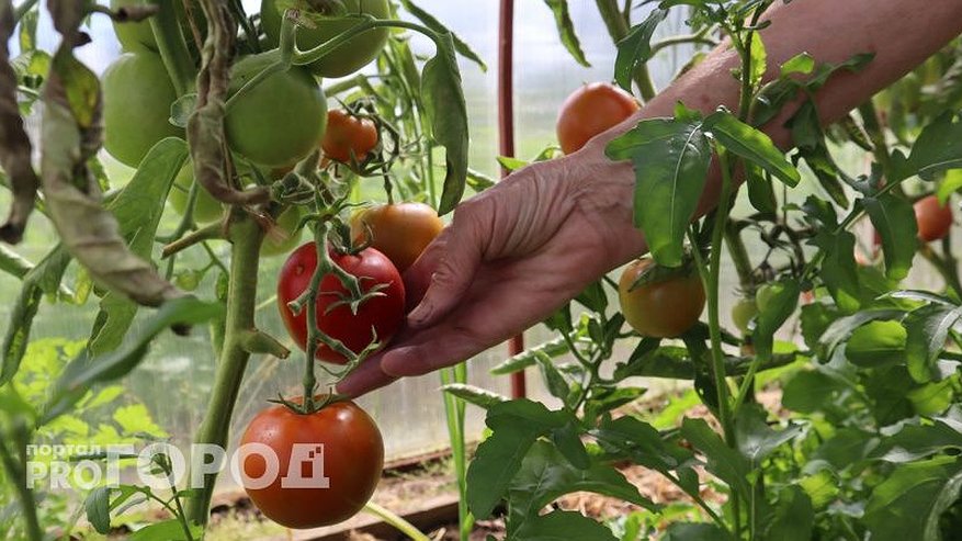 Ускоритель созревания томатов на кусте: одна простая процедура поможет собрать спелые гигантские плоды - не упустите момент
