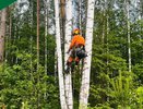 Подведены итоги обработки лесов Гусь-Хрустального района от  шелкопряда