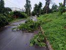 Вследствие сильного ветра во Владимире повалило несколько деревьев