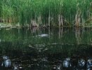 Редкое для Владимирской области растение сейчас во всю цветёт