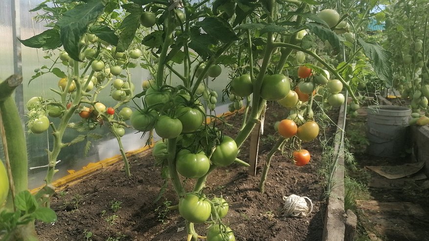 Главная картинка новости: Особое опрыскивание - и томаты здоровы до конца сезона: секрет садоводов со стажем