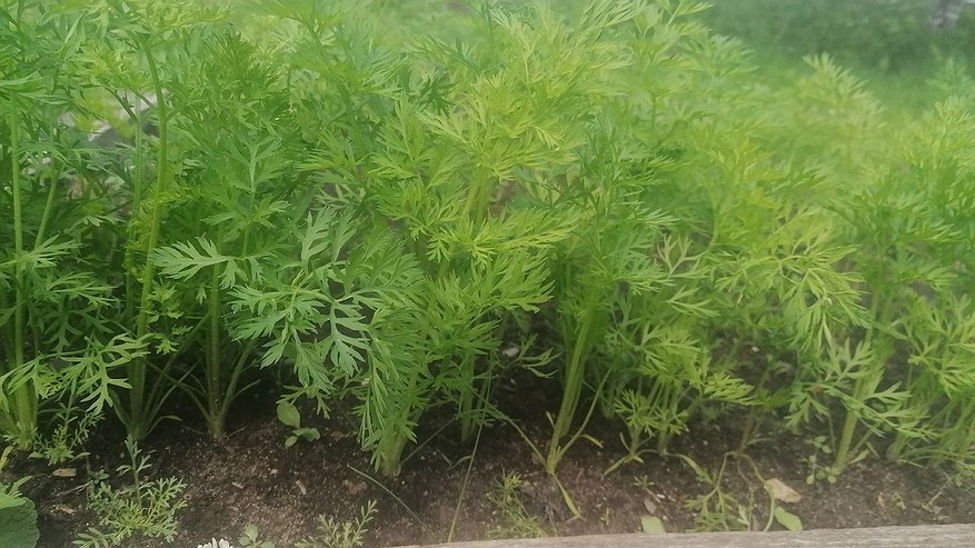 Главная картинка новости: Морковь это просто обожает: в июле поливайте грядки этим и получите сладкие плоды